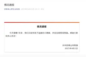 逃跑的小黑熊找到了！已被送回邯郸佛山野生动物园图片