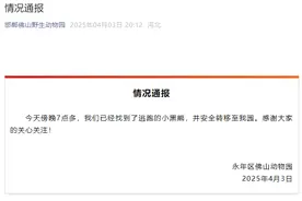 逃跑的小黑熊找到了！已被送回邯郸佛山野生动物园图片