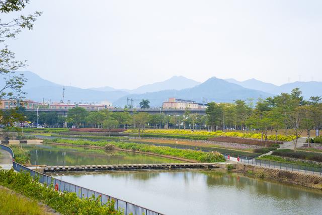 多图｜碧道秋意浓，谢岗镇银湖滨河公园秋景上新