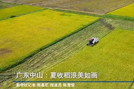 广东中山：夏收稻浪美如画图片