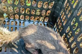 “猪鼻鼠嘴”？一小区潜入一只“猪”，竟是……图片