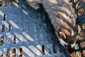 “猪鼻鼠嘴”？一小区潜入一只“猪”，竟是……图片