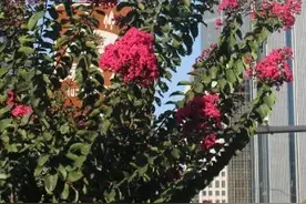 “绿化特色道路”上新！为什么这里的紫薇能二次开花？图片