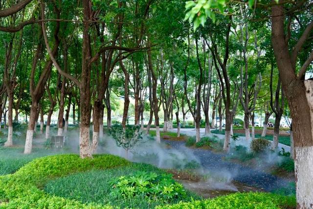 城市密林→童话森林！蜀山这片“雾森绿谷”美出圈