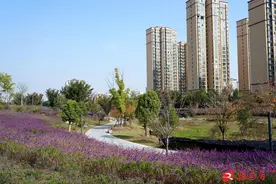 紫绒鼠尾草花绚丽绽放在秋日里的紫色浪漫图片