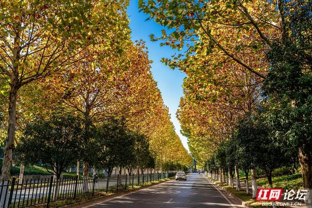 梧桐染晨光，一条路藏尽长沙的温柔