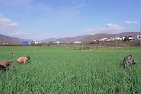 鲜！汉源蒜薹上市图片