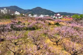 当涂：春日桃花经济释放消费潜能图片