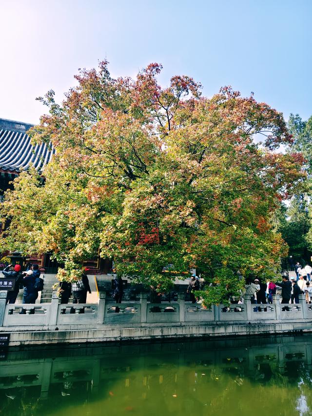 北京深秋上演色彩大片