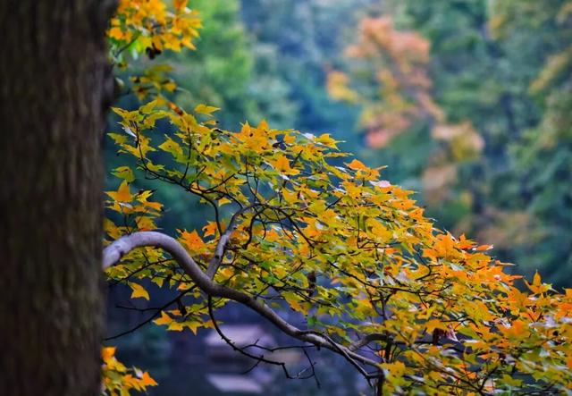 今日浓度50%！巢湖人都懂
