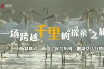 一场跨越千里的“探亲”之旅： 浙赣联动，两位“候鸟妈妈”鄱湖共话白鹤情缘图片
