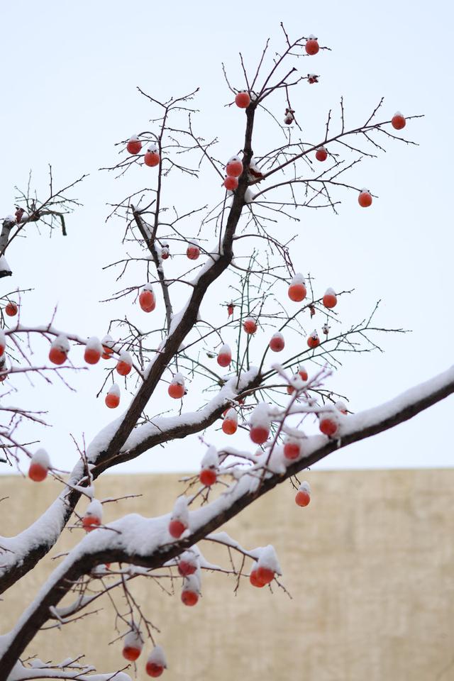 河南文旅雪后盛景：银装素裹绘就“一半仙境，一半人间”画卷