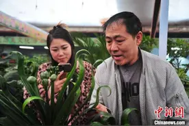 全国多地名品君子兰亮相长春竞逐花魁图片