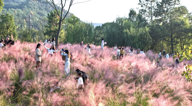 喜看“粉黛”妆青山 打卡冬日浪漫景