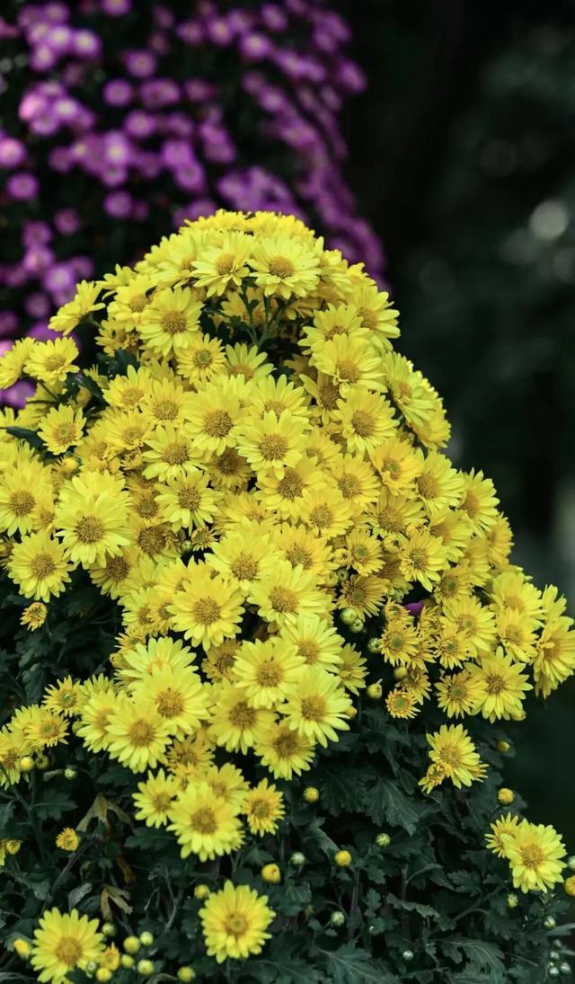 新华社+《国家地理》推荐 快来打卡山东秋景限定款