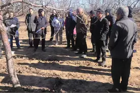 办实事丨吉县果树腐烂病困扰果农 专家田间“会诊”解农忧图片