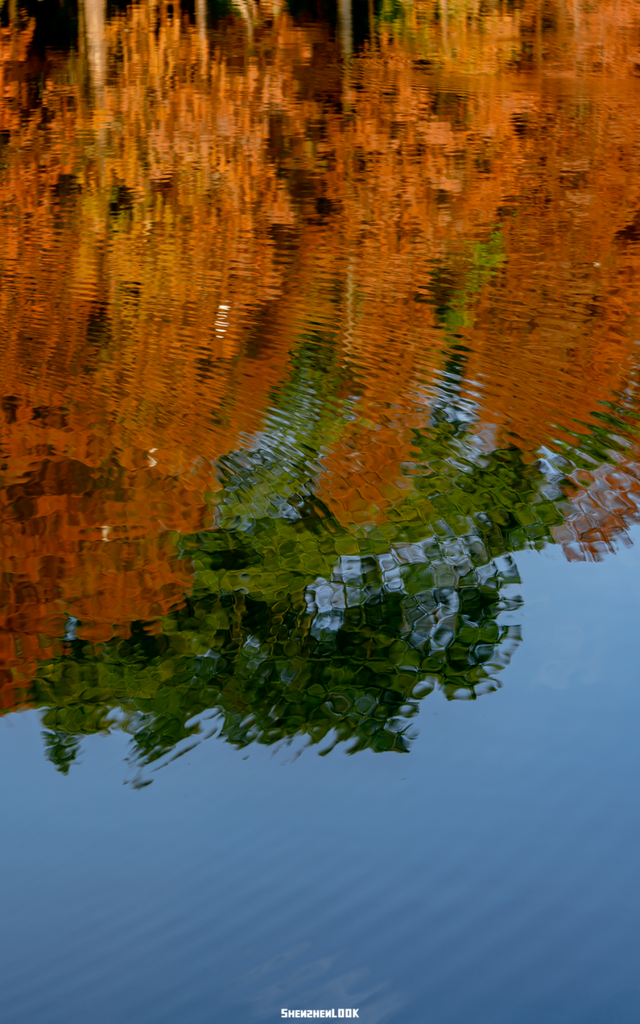 深圳落羽杉！红！了！