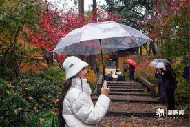 杭州永福禅寺“枫”景人气爆棚图片
