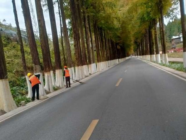 利川水杉长廊披金装 公路人“橙”心守护