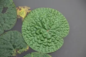 勾芡的“芡”是什么？了解价廉物美的“水中人参”图片