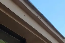 浙江多地出现大量臭屁虫，网友称可当药材卖，专家：应甄别种类图片