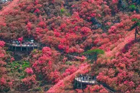 鲜花开满黄陂3座山，一年一次，红了！图片
