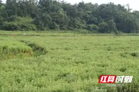 赫山：绿色“草根”成为致富明星｜再访山乡巨变⑤图片