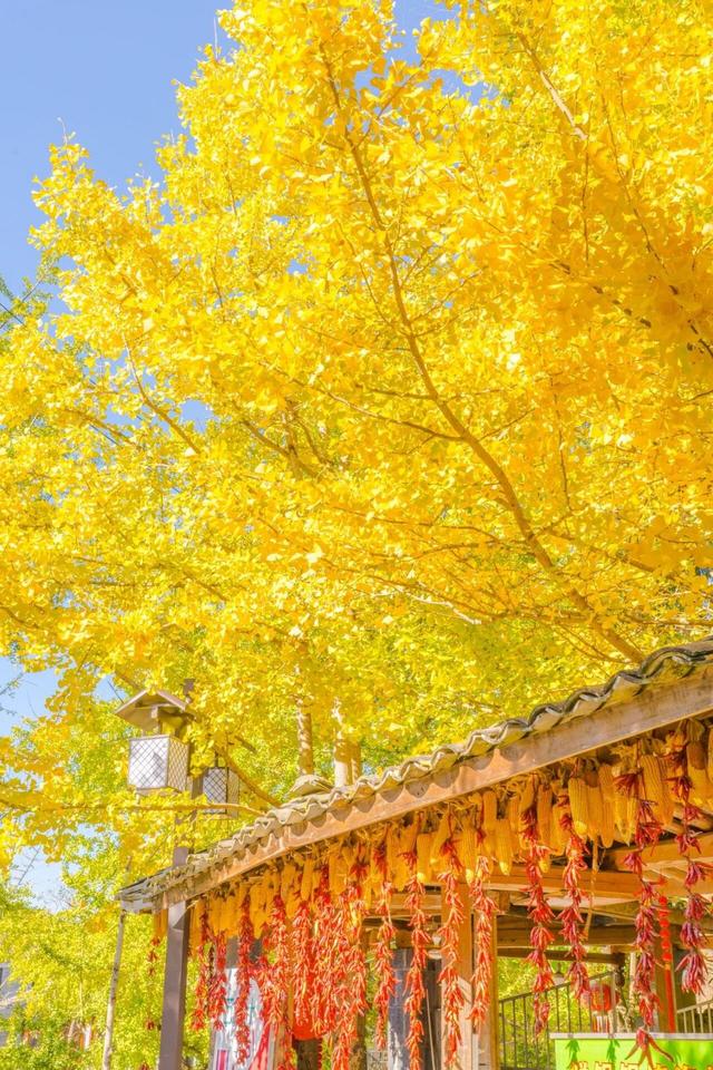 【早安云南·云游】腾冲银杏村：树树金黄，时间在这里有了颜色