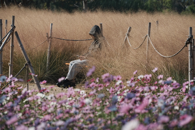 良渚荀甫路“秋花盲盒”已开！波斯菊海+治愈彩蛋，不仅好看还好拍！