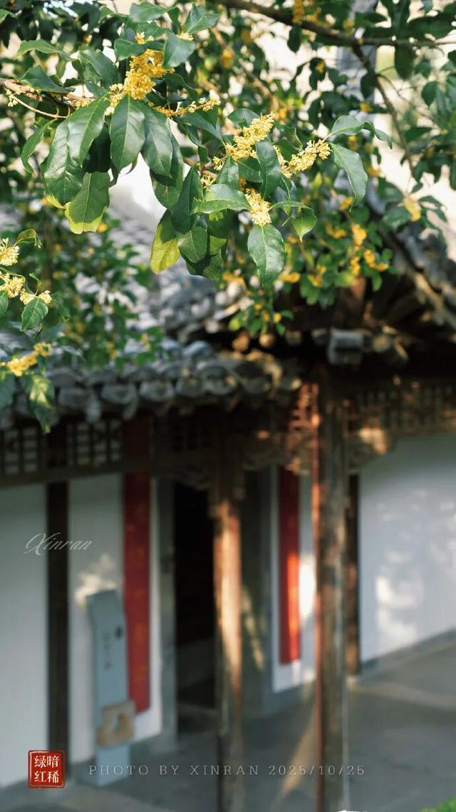 秦淮花事 | 秋日限定！在秦淮，与一场桂花雨不期而遇→