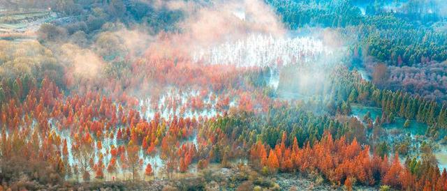 昆明甸尾村：多彩水杉护水源