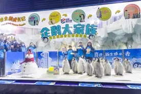 长隆海洋王国刷新帝企鹅繁育纪录，17只帝企鹅幼崽亮相图片