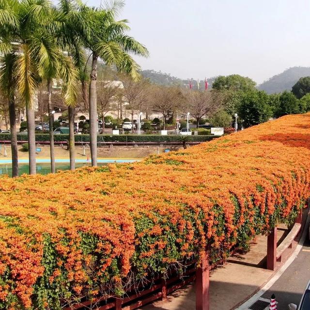 花开如瀑！新会这条“炮仗花廊”美爆了