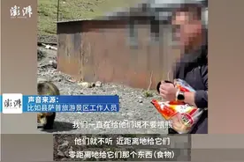 藏马熊疑似突然袭击游客？景区回应图片