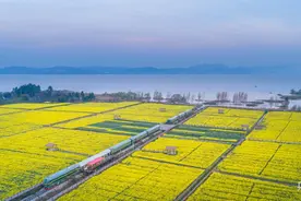 【发现春之美】云南晋宁：金色花海盛放  “醉”美油菜花季图片