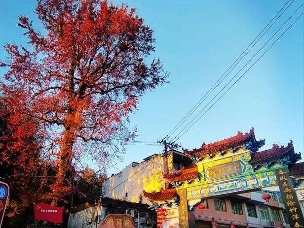 福鼎这里藏着一座“四季画廊”……