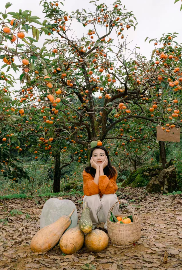 青睐绵阳 ‖ 马角秋日限定！解锁脆柿打卡新玩法，一日逛吃采摘攻略速领→