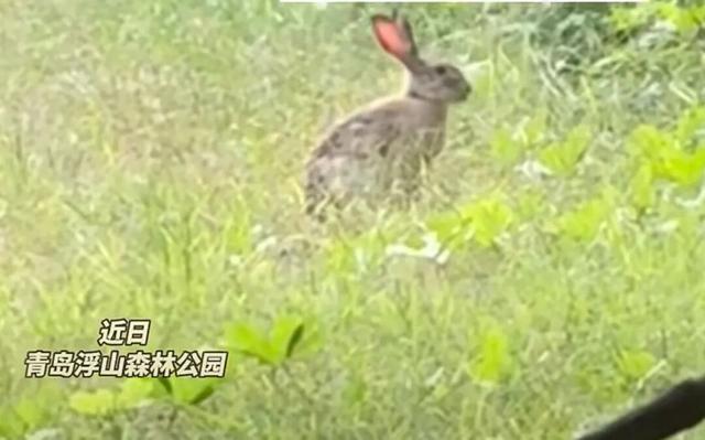 高萌预警！在八大关拍到小松鼠，在浮山森林公园遇到小野兔……网友：我也要去偶遇