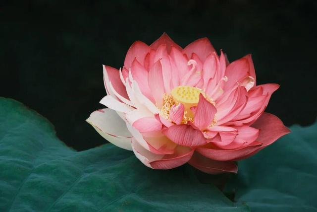 云游美丽中国 · 普者黑特辑