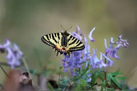 3672个！南京“物种宝库”上新了图片