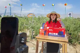 宁夏头茬枸杞迎来采摘丰收季图片