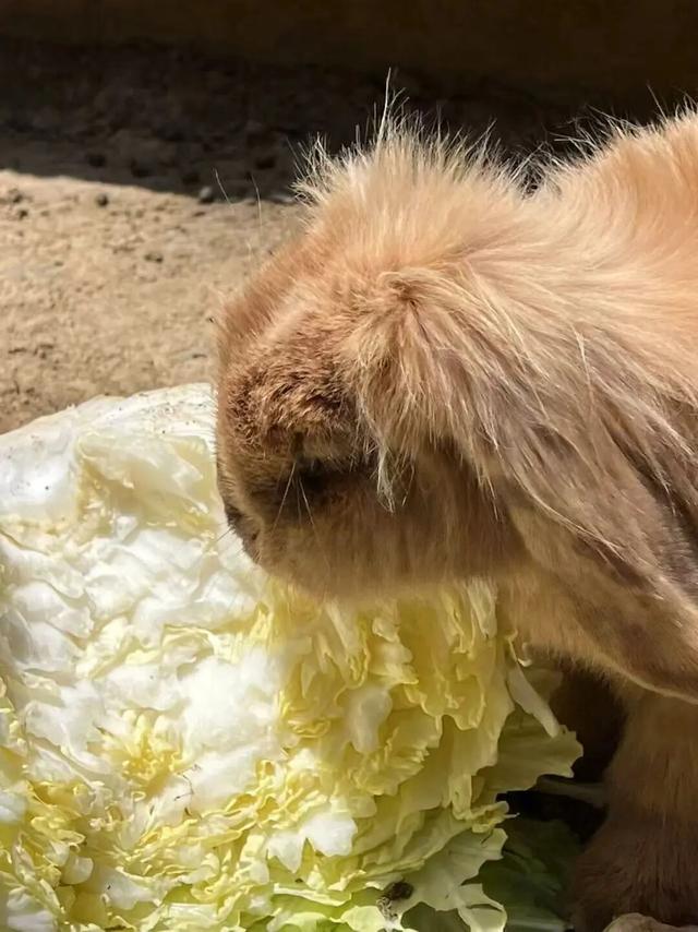 江宁初冬亲子“三件套”→