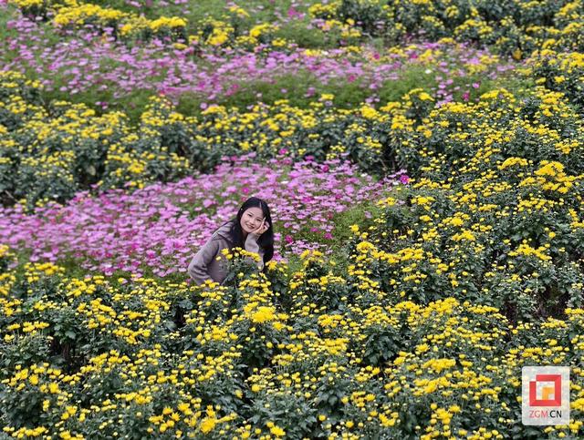 邀你品菊赏秋！东兴镇老君坝村第四届菊花文化旅游美食节本周六启幕
