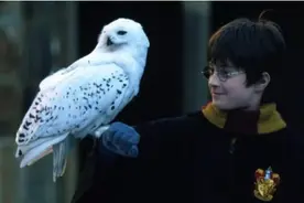 《哈利·波特》全8部，一口气重映！哈迷们提前“过年”啦！图片