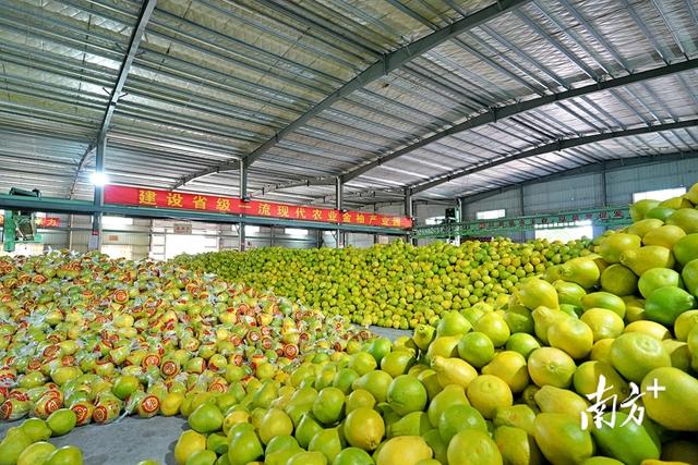 梅县为何这样红?