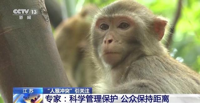 江苏一景区“月均6万元收编泼猴”引关注 “人猴冲突”如何解决？