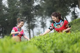 贵州抹茶“出圈”之后图片