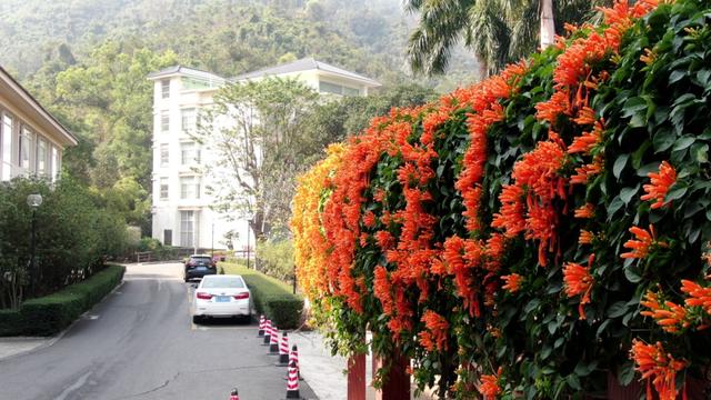 江门惊现“橙红瀑布”！马上解锁冬日限定→