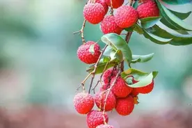 好吃广东 味在揭阳 | 一口爆汁！夏天来临，惠来荔枝等你来尝！图片