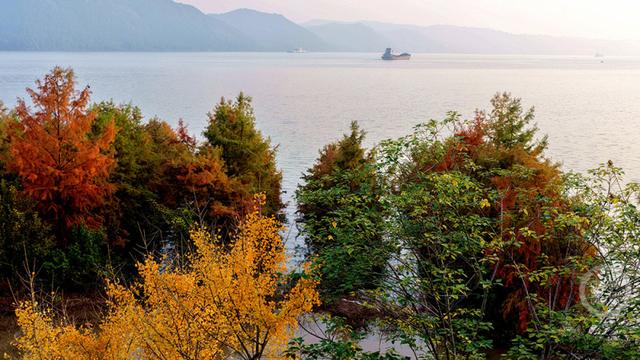 重庆忠县：长江彩林入画来